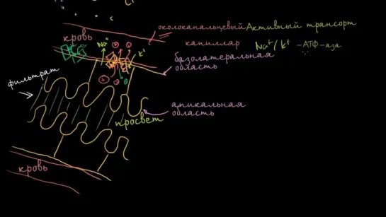 Вторичный активный транспорт в нефроне  (Биология)