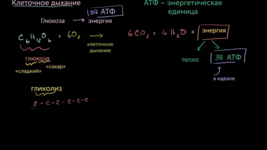 Введение в дыхание клетки  (Биология)