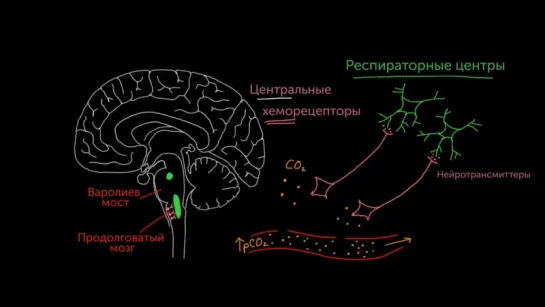 Центральные хеморецепторы