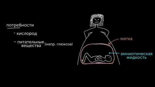 Знакомство с плацентой