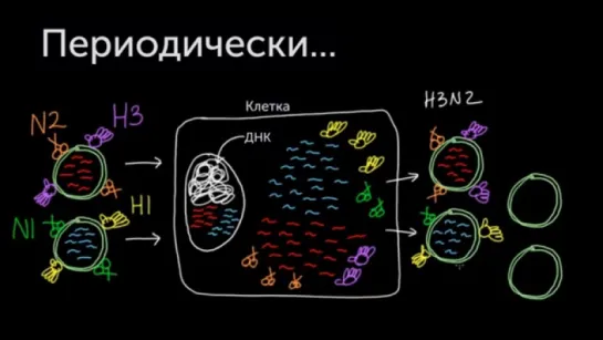 Генетический сдвиг гриппа (Раздел: грипп)