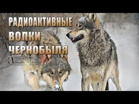 NATURE: Радиоактивные волки Чернобыля / NATURE: Radioactive Wolves (2011 ) BDRip-AVC