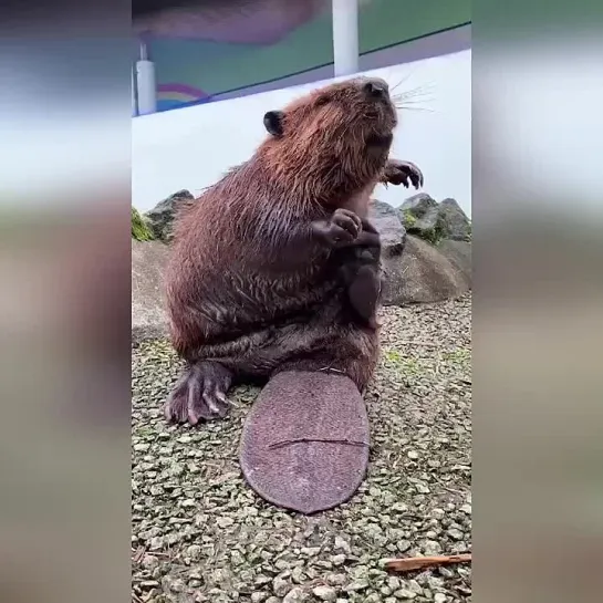 Бобёр🦫 Второй по величине грызун в мире.