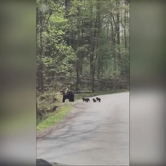 🐻 Мама аккуратно переводит своих малышей-медвежат через дорогу