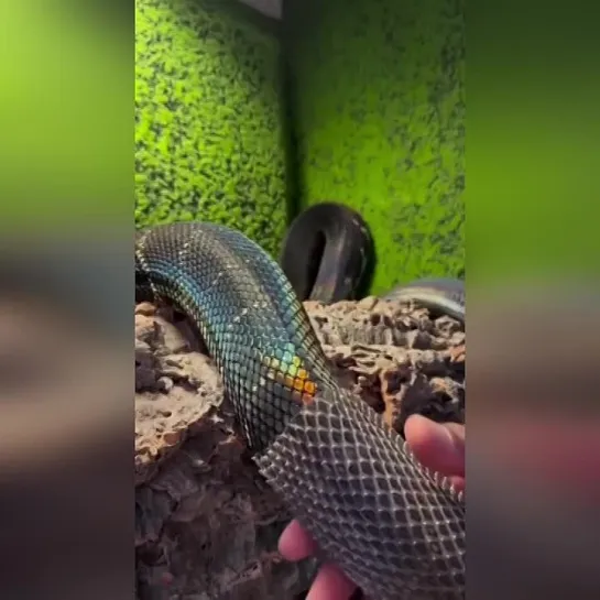 Одна из самых редких змей в мире 🐍