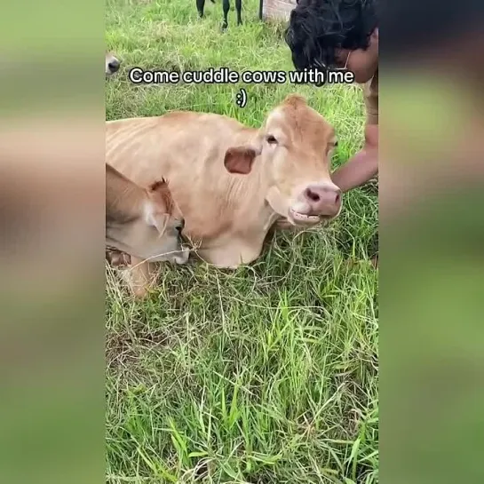 На Гавайях обнаружили ферму Krishna Cow Sanctuary, на которой за 20 баксов действует безлимит на эту терапию.