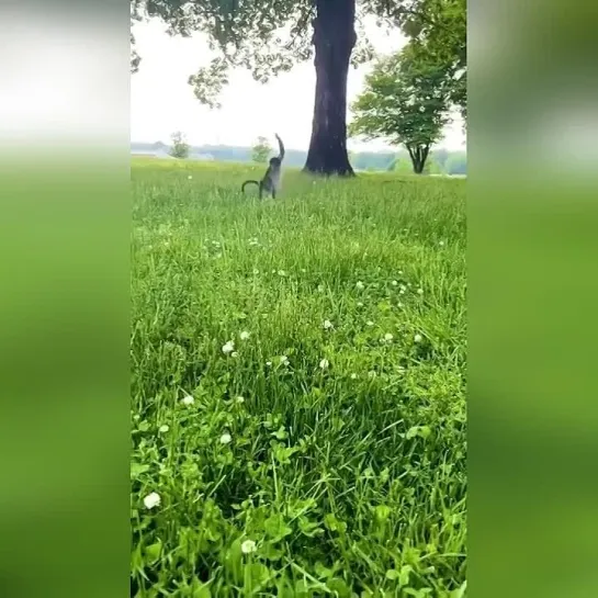 Вот такой вот домашний паучок