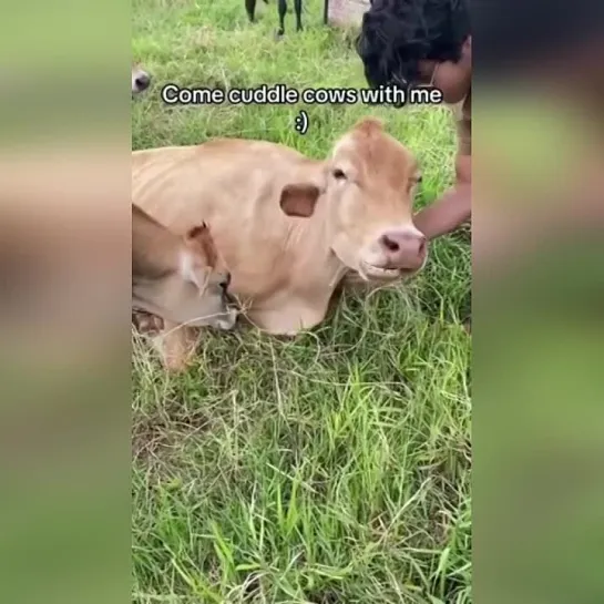 На Гавайях обнаружили ферму Krishna Cow Sanctuary, на которой можно купить безлимит на обнимательную антистресс-терапию