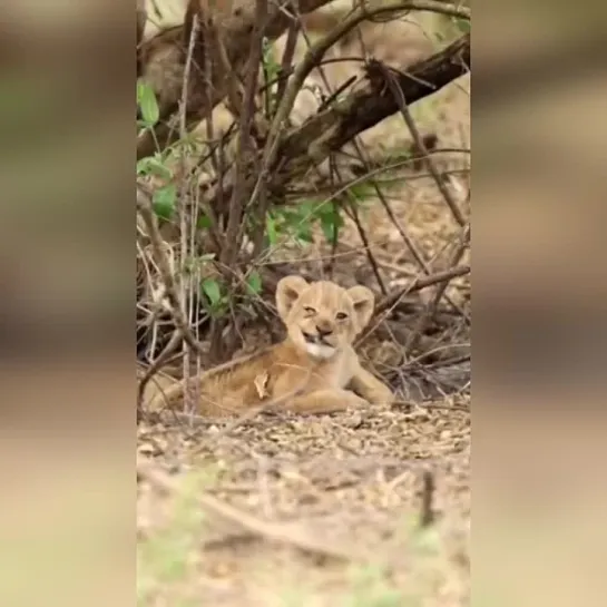 Маленький львенок проснулся после долгого сна 🦁