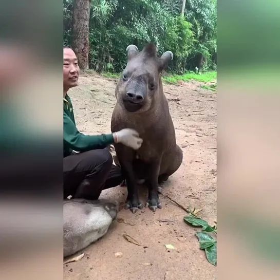 Самое милое видео на сегодня 🤗