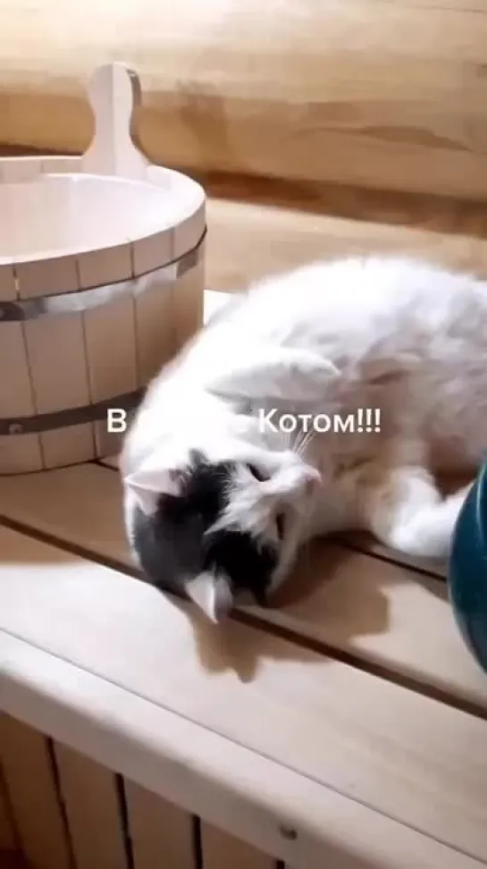 В банке с котом.