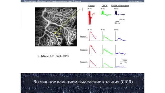 В. Дунин-Барковский׃ Создание искусственного мозга - миф или реальность