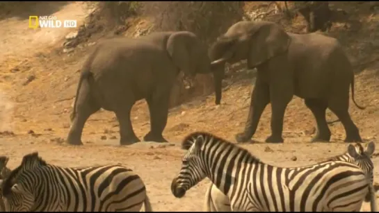 Кровавая река / Nat Geo Wild: Africa's Blood River (2013) HD