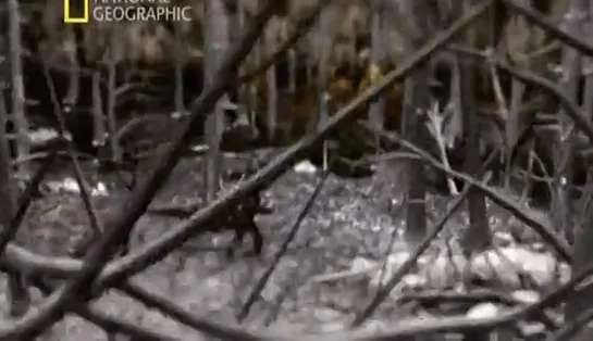 Тайны вокруг нас. Снежный человек (фильм из цикла National Geographic)