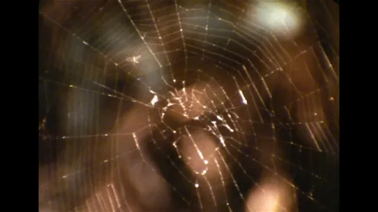 Spider (1979) dir. John Woodman