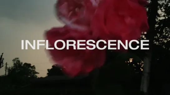 Inflorescence (2020) dir. Nicolaas Schmidt [1080p]