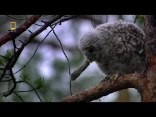 National Geographic: Дикая природа России / Wild Russia - Первозданные долины / Primeval Valleys