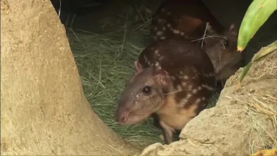 Baby Paca at the Safari Park