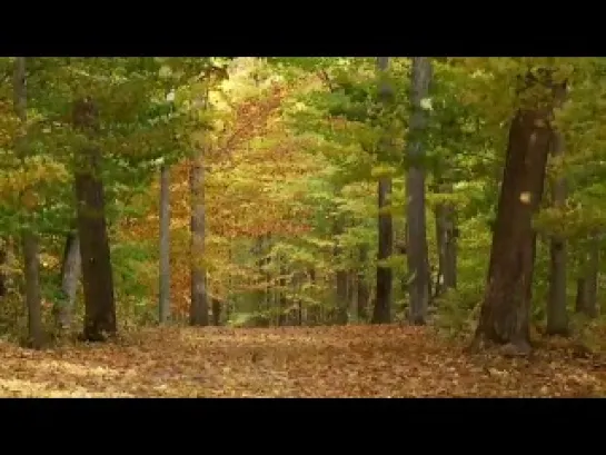 Wonderful Nature Scenery  Four Seasons  (Relaxation) [HD]