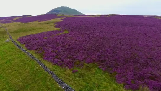 Wild Mountain Thyme - Choral Scholars  Alumni (UCD Festival 2021 Remote Performance)