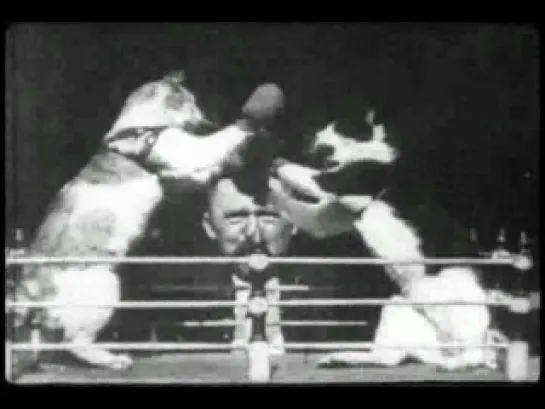 Кошачий Бокс / The Boxing Cats (1894)