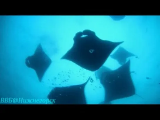 BBC: Королева морских дьяволов (BBC: The Natural World. Queen of the Manta Rays) 2009