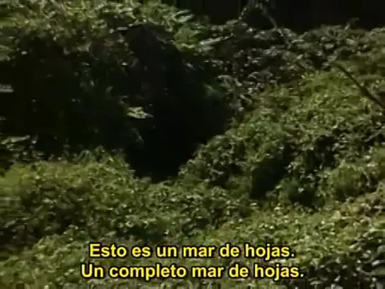 Grey Garden's documental (1975) Albert and David Maysles