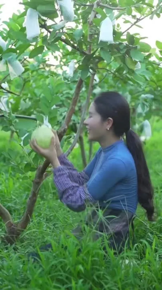 Thu hoạch trái ổi #fruits #tráicây / Сбор плодов гуавы