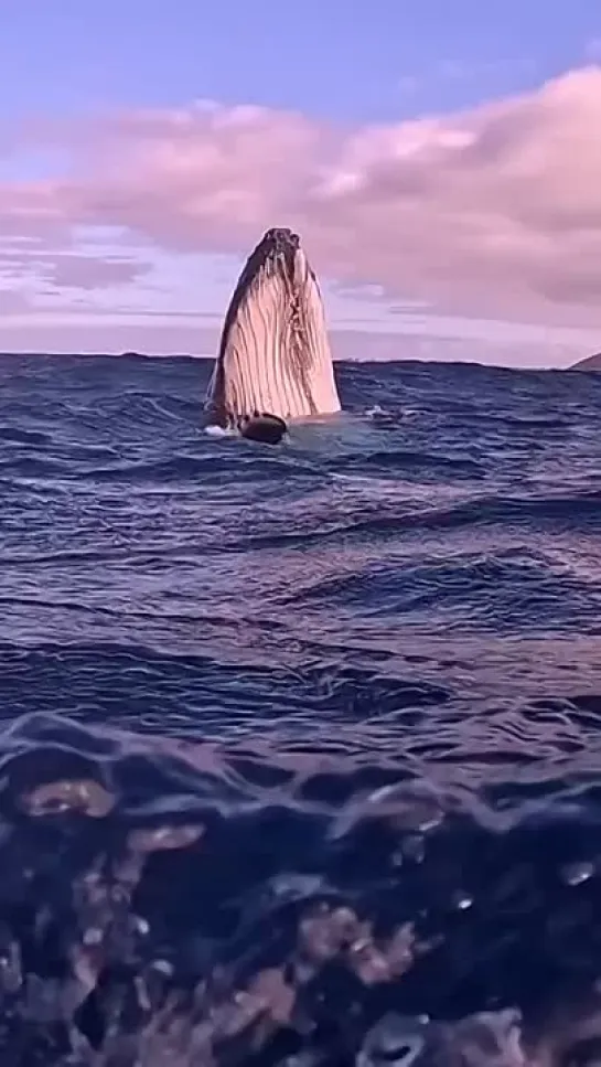 #whales #ausgeo