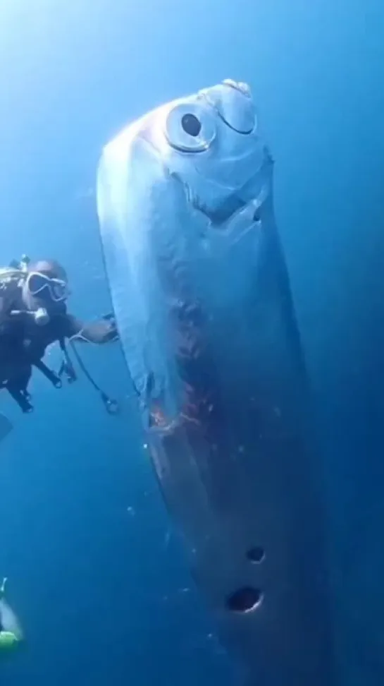 Oarfish / Сельдяной король - рыба