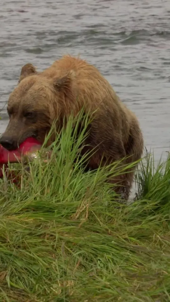 медведь и лосось / Katmai National Park - brown bear