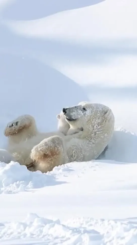 полярные медведи / polar bears