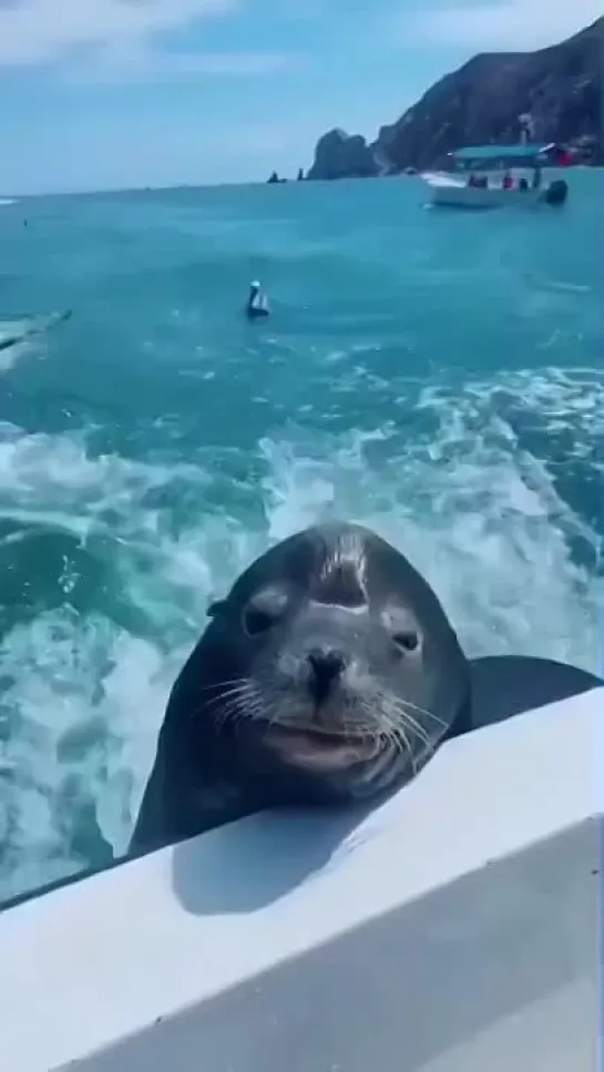 Sealion California Ocean Life