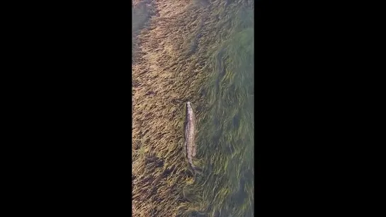 Crocodile @ Australia