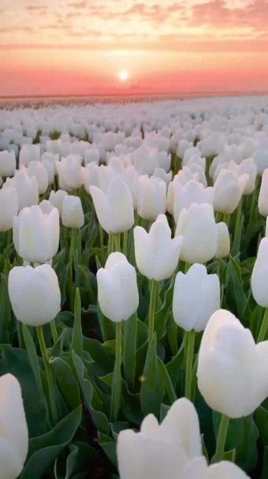 white tulips in the morning sun