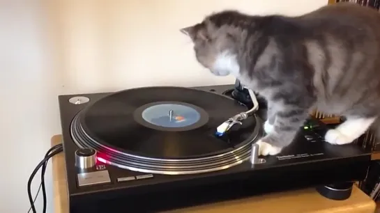 dj котя