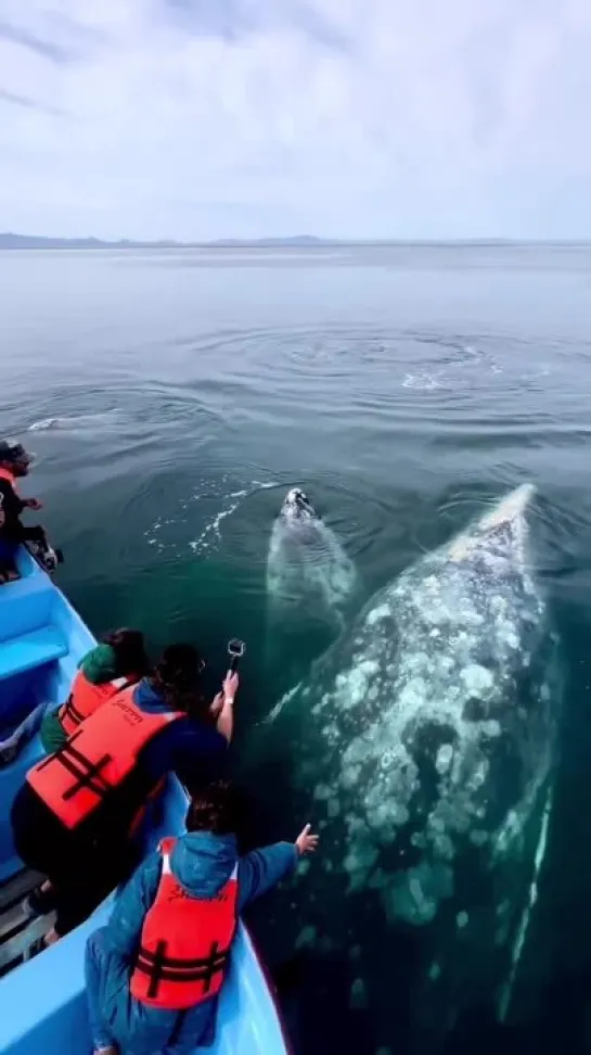 Sounds Of Whale Songs