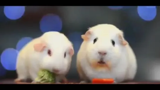 Guinea Pig Has an Existential Crisis /  Simon and Garfunkel - The Sounds of Silence