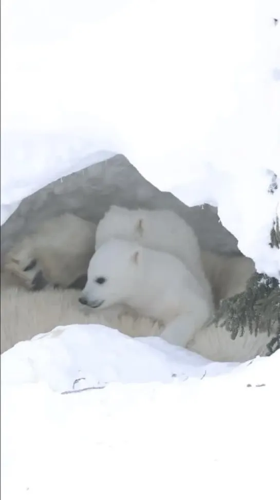 polar bears 3