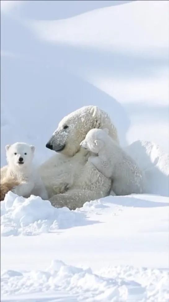 polar bears