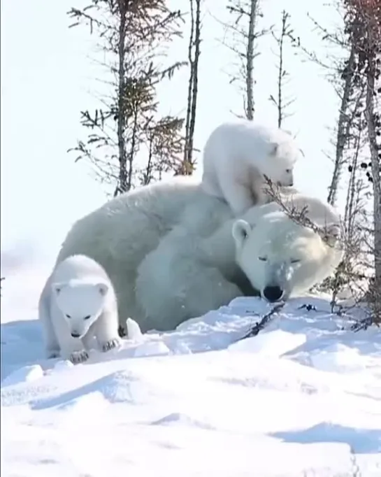 polar bears