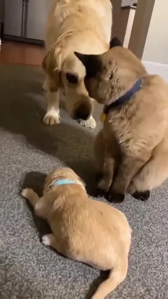 Kitty gives hugs to puppy while mom watches #cats #dogs #aww