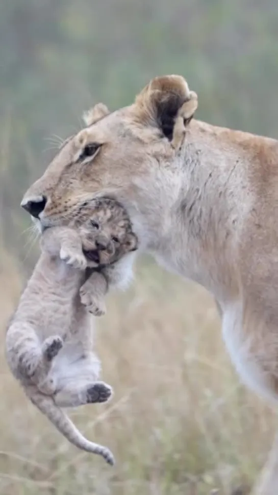 #kenya #lions #africa