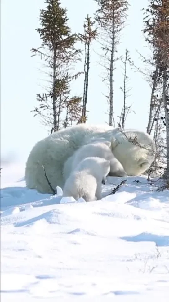 белые медведи