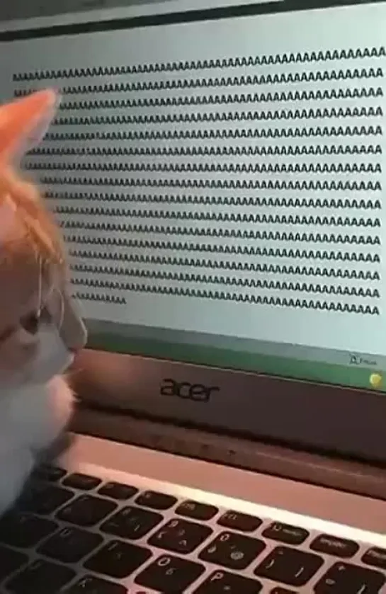 котек aaa