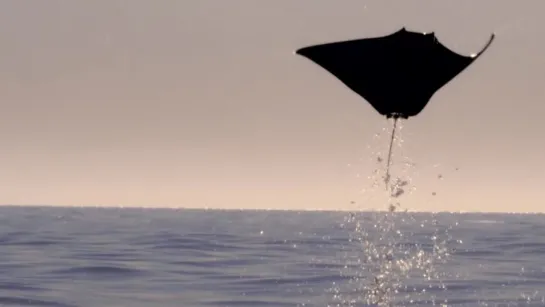 Mobula Rays belly flop to attract a mate - Shark- Episode 2