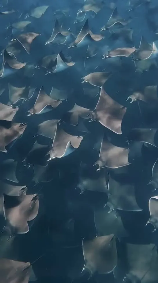 aggregation of mobula rays