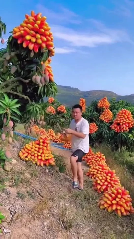 Mango (Mahachanok) @ Thailand | Манго в Таиланде