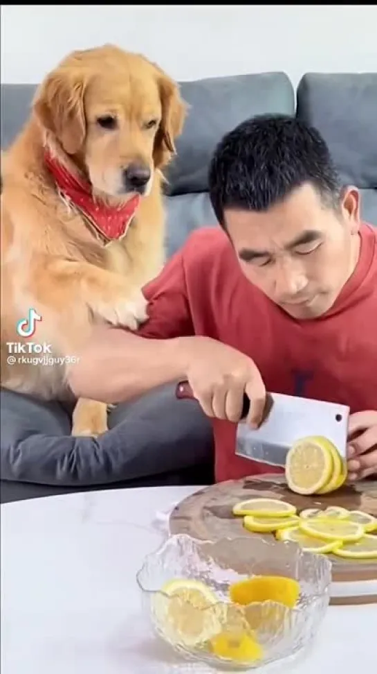 dog vs lemon