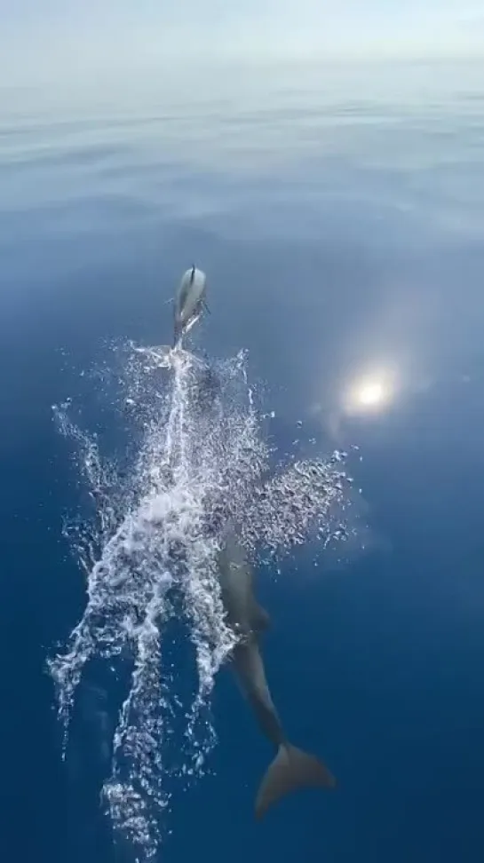 Dolphins @ Mexican island Isla Mujeres / дельфины / Мексика